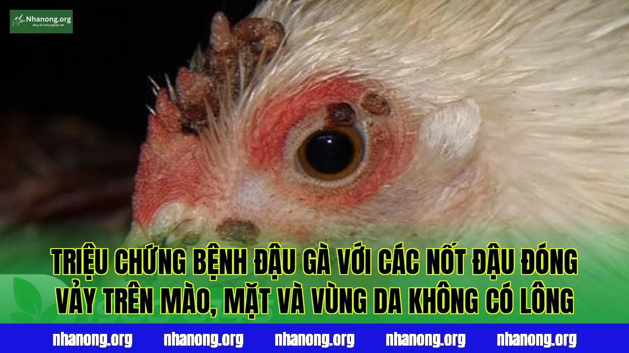 Triệu chứng bệnh đậu gà với các nốt đậu đóng vảy trên mào, mặt và vùng da không có lông