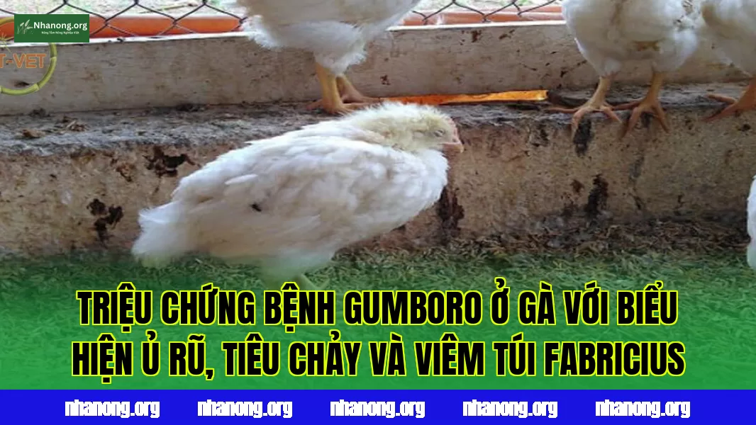 Triệu chứng bệnh Gumboro ở gà với biểu hiện ủ rũ, tiêu chảy và viêm túi Fabricius
