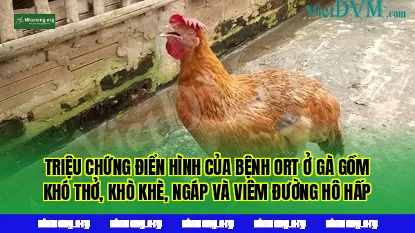Triệu chứng điển hình của bệnh ORT ở gà gồm khó thở, khò khè, ngáp và viêm đường hô hấp