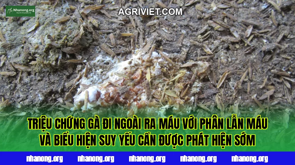 Triệu chứng gà đi ngoài ra máu với phân lẫn máu và biểu hiện suy yếu cần được phát hiện sớm