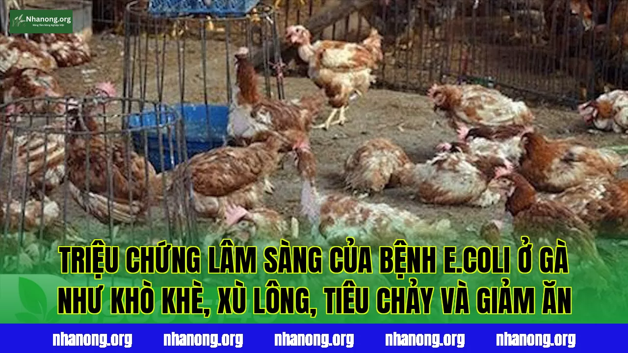 Triệu chứng lâm sàng của bệnh E.coli ở gà như khò khè, xù lông, tiêu chảy và giảm ăn