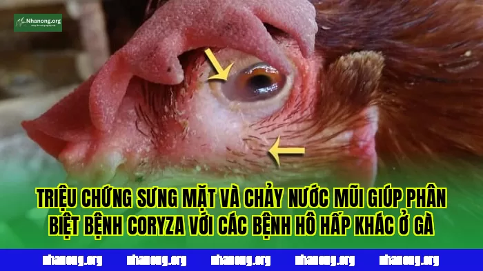 Triệu chứng sưng mặt và chảy nước mũi giúp phân biệt bệnh Coryza với các bệnh hô hấp khác ở gà