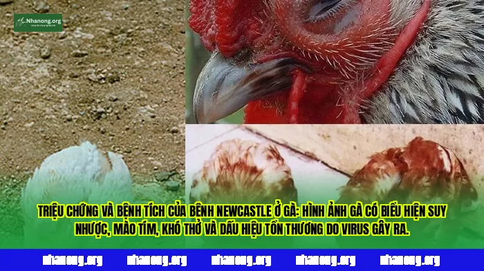 Triệu chứng và bệnh tích của bệnh Newcastle ở gà: hình ảnh gà có biểu hiện suy nhược, mào tím, khó thở và dấu hiệu tổn thương do virus gây ra.