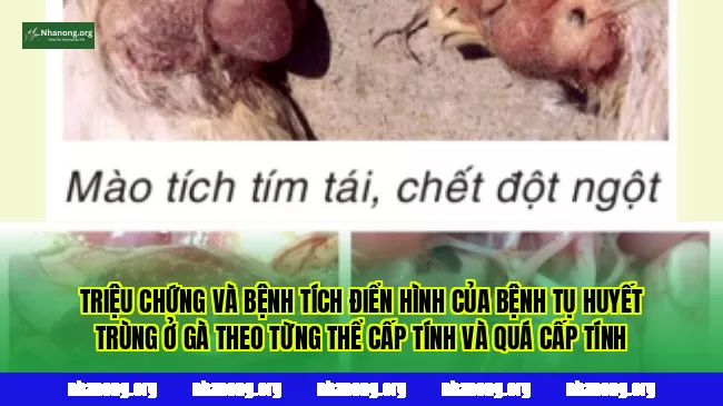 Triệu chứng và bệnh tích điển hình của bệnh tụ huyết trùng ở gà theo từng thể cấp tính và quá cấp tính
