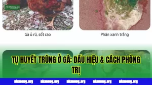 TỤ HUYẾT TRÙNG Ở GÀ: DẤU HIỆU & CÁCH PHÒNG TRỊ