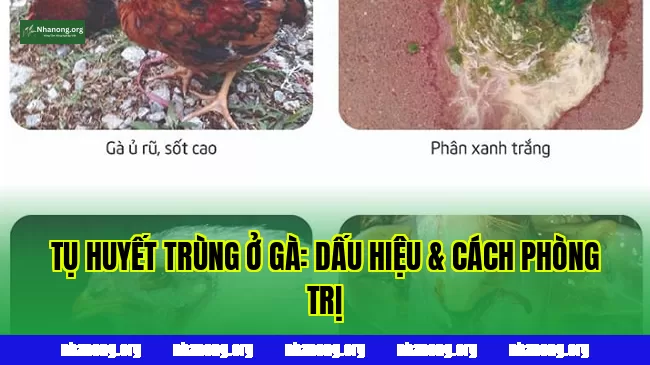 TỤ HUYẾT TRÙNG Ở GÀ: DẤU HIỆU & CÁCH PHÒNG TRỊ