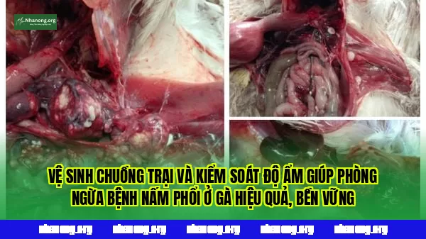 Vệ sinh chuồng trại và kiểm soát độ ẩm giúp phòng ngừa bệnh nấm phổi ở gà hiệu quả, bền vững