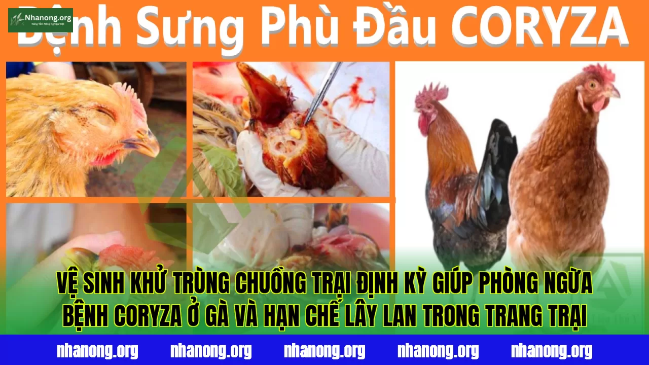 Vệ sinh khử trùng chuồng trại định kỳ giúp phòng ngừa bệnh Coryza ở gà và hạn chế lây lan trong trang trại