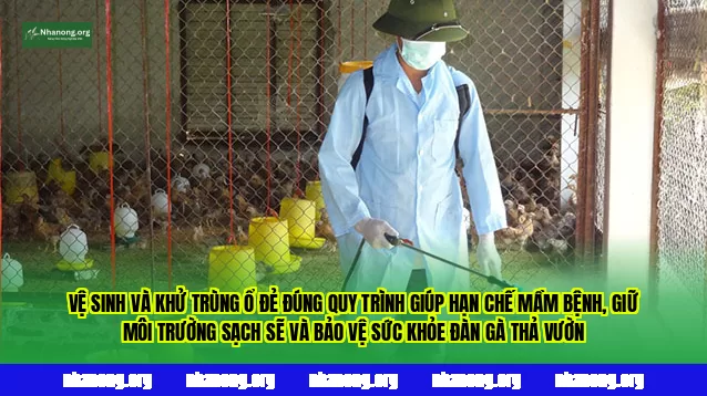 Vệ sinh và khử trùng ổ đẻ đúng quy trình giúp hạn chế mầm bệnh, giữ môi trường sạch sẽ và bảo vệ sức khỏe đàn gà thả vườn
