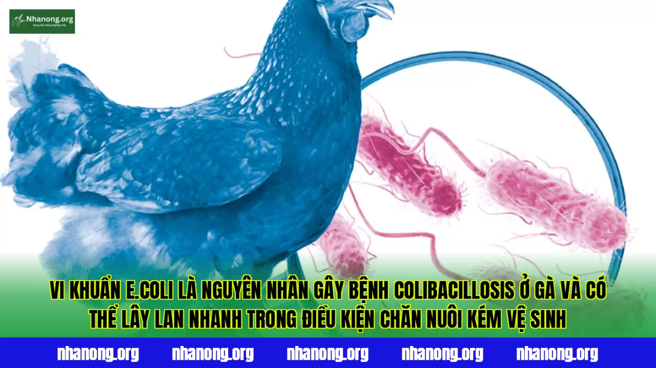 Vi khuẩn E.coli là nguyên nhân gây bệnh colibacillosis ở gà và có thể lây lan nhanh trong điều kiện chăn nuôi kém vệ sinh