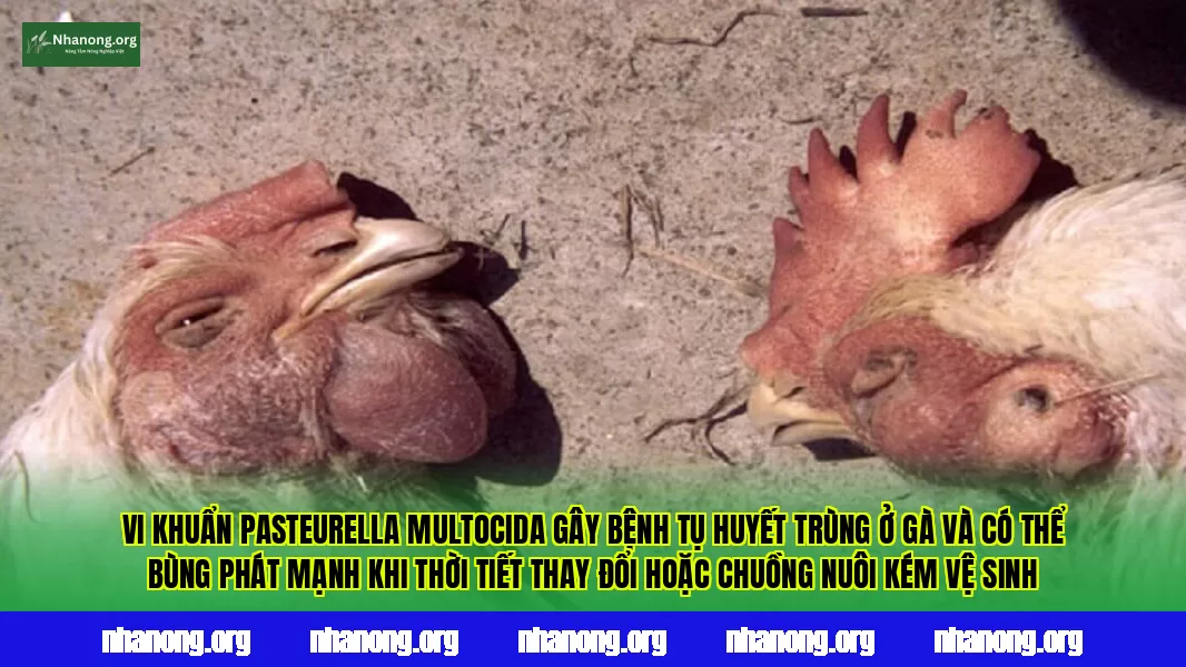 Vi khuẩn Pasteurella multocida gây bệnh tụ huyết trùng ở gà và có thể bùng phát mạnh khi thời tiết thay đổi hoặc chuồng nuôi kém vệ sinh