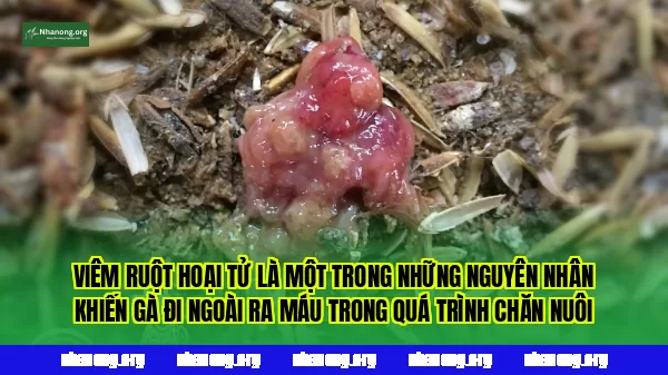 Viêm ruột hoại tử là một trong những nguyên nhân khiến gà đi ngoài ra máu trong quá trình chăn nuôi