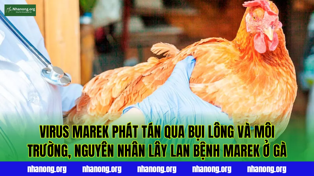Virus Marek phát tán qua bụi lông và môi trường, nguyên nhân lây lan bệnh Marek ở gà
