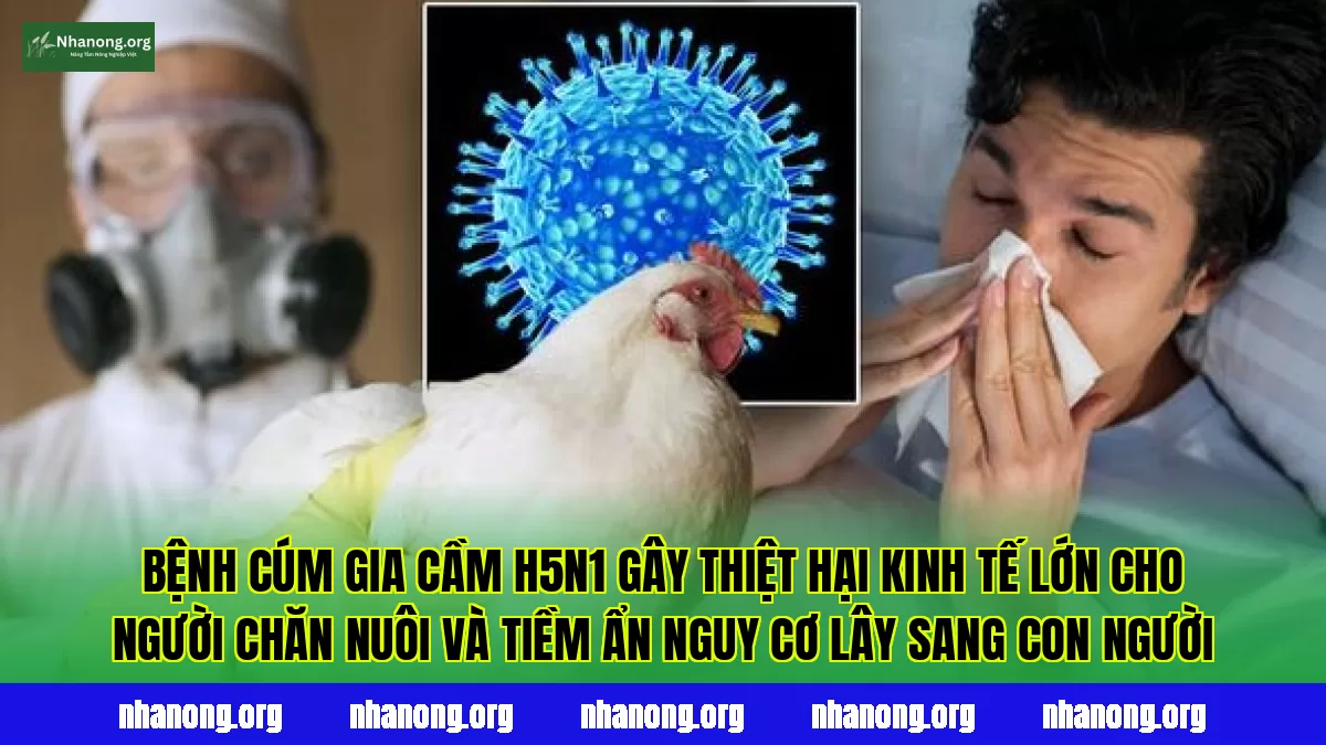 Bệnh cúm gia cầm H5N1 gây thiệt hại kinh tế lớn cho người chăn nuôi và tiềm ẩn nguy cơ lây sang con người