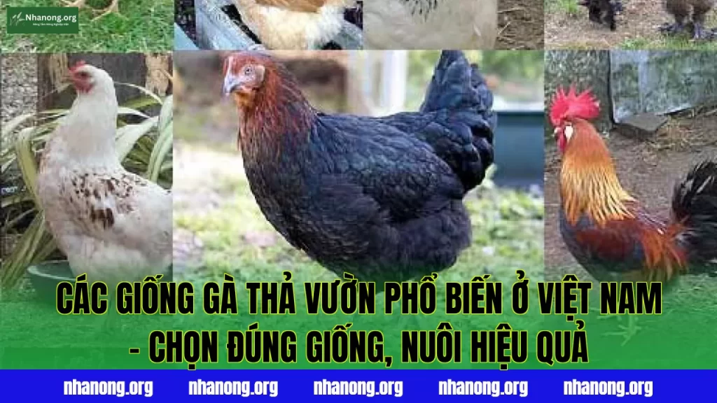 Các Giống Gà Thả Vườn Phổ Biến Ở Việt Nam – Chọn đúng giống, nuôi hiệu quả