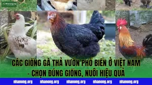 Các Giống Gà Thả Vườn Phổ Biến Ở Việt Nam – Chọn đúng giống, nuôi hiệu quả