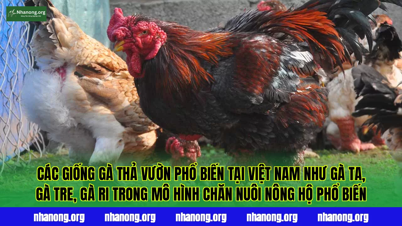 Các giống gà thả vườn phổ biến tại Việt Nam như gà ta, gà tre, gà ri trong mô hình chăn nuôi nông hộ phổ biến