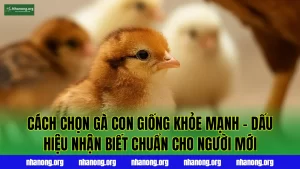 Cách Chọn Gà Con Giống Khỏe Mạnh – Dấu Hiệu Nhận Biết Chuẩn Cho Người Mới