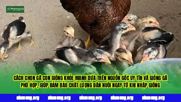 Cách chọn gà con giống khỏe mạnh dựa trên nguồn gốc uy tín và giống gà phù hợp, giúp đảm bảo chất lượng đàn nuôi ngay từ khi nhập giống