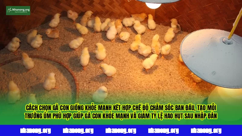 Cách chọn gà con giống khỏe mạnh kết hợp chế độ chăm sóc ban đầu, tạo môi trường úm phù hợp giúp gà con khỏe mạnh và giảm tỷ lệ hao hụt sau nhập đàn