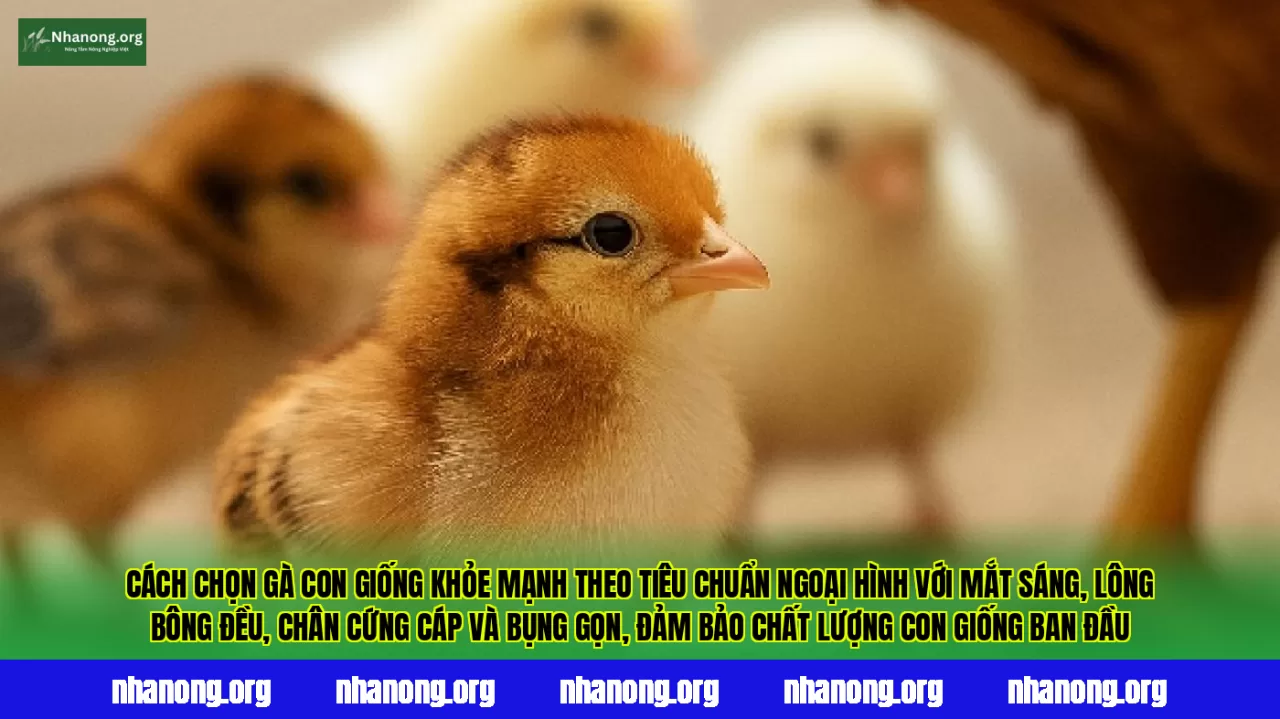 Cách chọn gà con giống khỏe mạnh theo tiêu chuẩn ngoại hình với mắt sáng, lông bông đều, chân cứng cáp và bụng gọn, đảm bảo chất lượng con giống ban đầu
