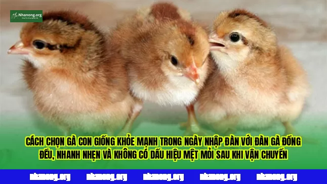 Cách chọn gà con giống khỏe mạnh trong ngày nhập đàn với đàn gà đồng đều, nhanh nhẹn và không có dấu hiệu mệt mỏi sau khi vận chuyển