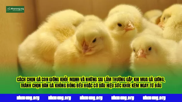Cách chọn gà con giống khỏe mạnh và những sai lầm thường gặp khi mua gà giống, tránh chọn đàn gà không đồng đều hoặc có dấu hiệu sức khỏe kém ngay từ đầu