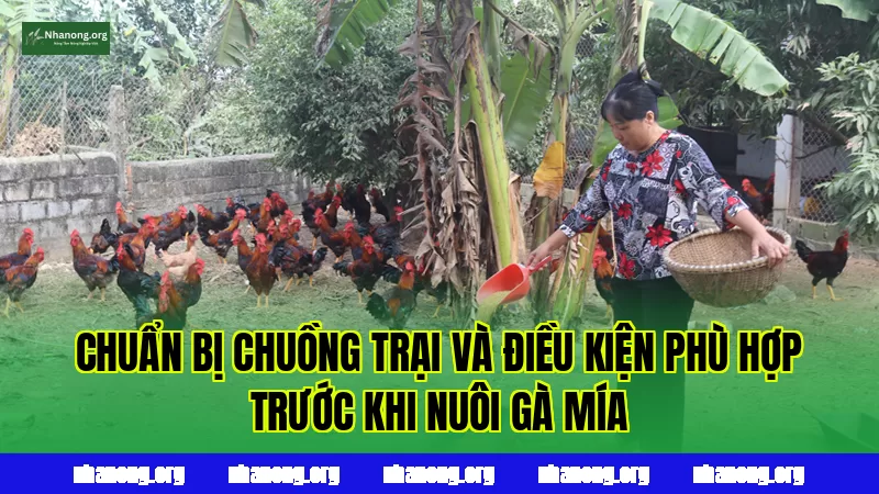 Chuẩn bị chuồng trại và điều kiện phù hợp trước khi nuôi gà Mía