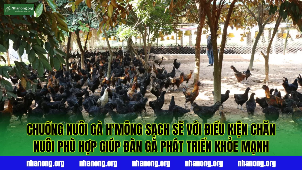 Chuồng nuôi gà H'Mông sạch sẽ với điều kiện chăn nuôi phù hợp giúp đàn gà phát triển khỏe mạnh