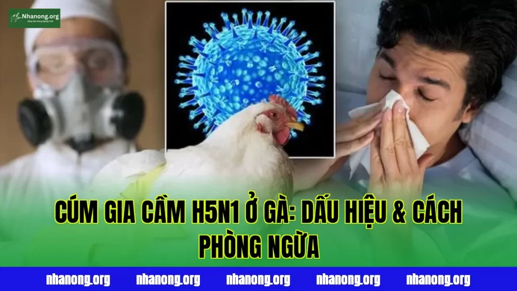 Bệnh Cúm Gia Cầm (H5N1) Ở Gà: Dấu Hiệu, Nguyên Nhân Và Cách Phòng Ngừa