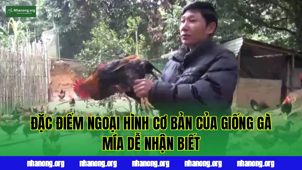 Đặc điểm ngoại hình cơ bản của giống gà Mía dễ nhận biết