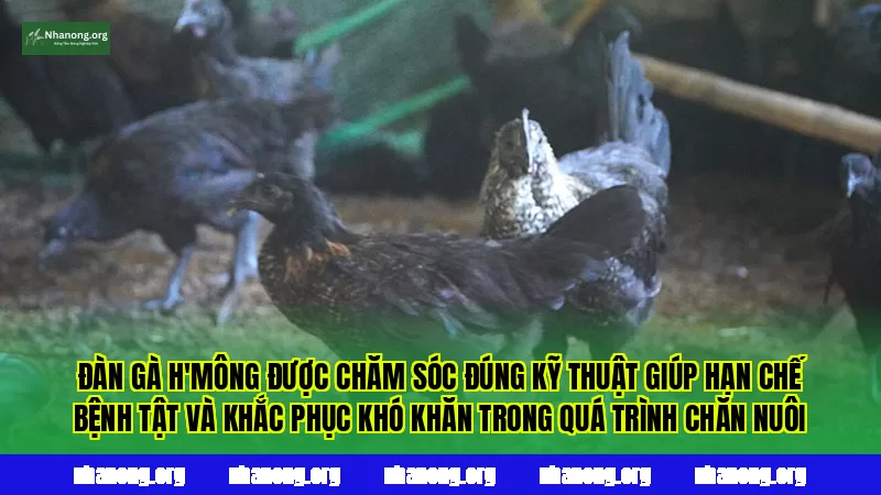 Đàn gà H'Mông được chăm sóc đúng kỹ thuật giúp hạn chế bệnh tật và khắc phục khó khăn trong quá trình chăn nuôi