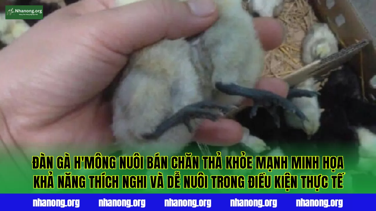 Đàn gà H'Mông nuôi bán chăn thả khỏe mạnh minh họa khả năng thích nghi và dễ nuôi trong điều kiện thực tế