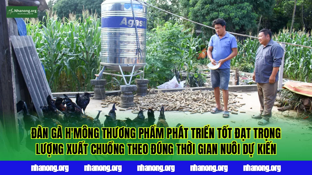 Đàn gà H'Mông thương phẩm phát triển tốt đạt trọng lượng xuất chuồng theo đúng thời gian nuôi dự kiến