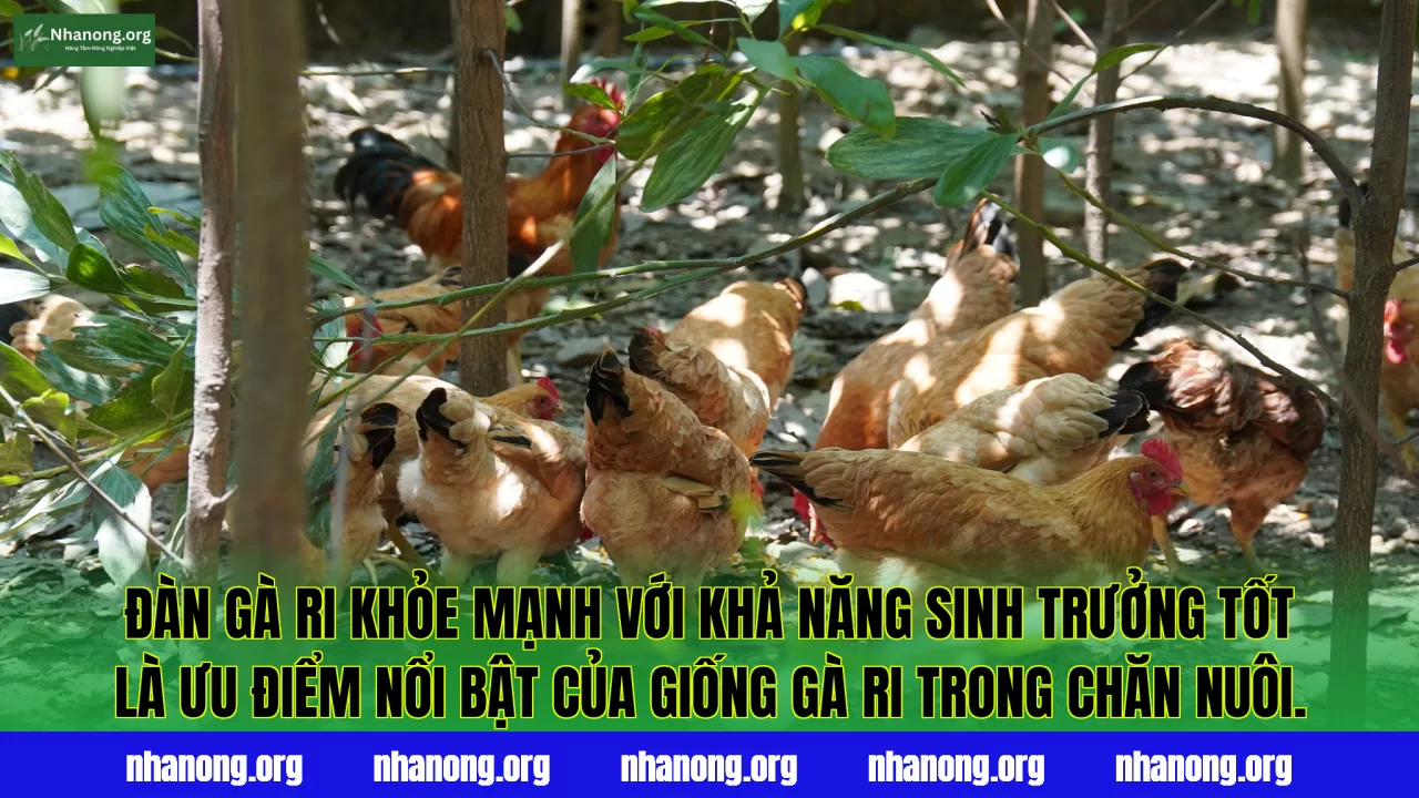 Đàn gà ri khỏe mạnh với khả năng sinh trưởng tốt là ưu điểm nổi bật của giống gà ri trong chăn nuôi.