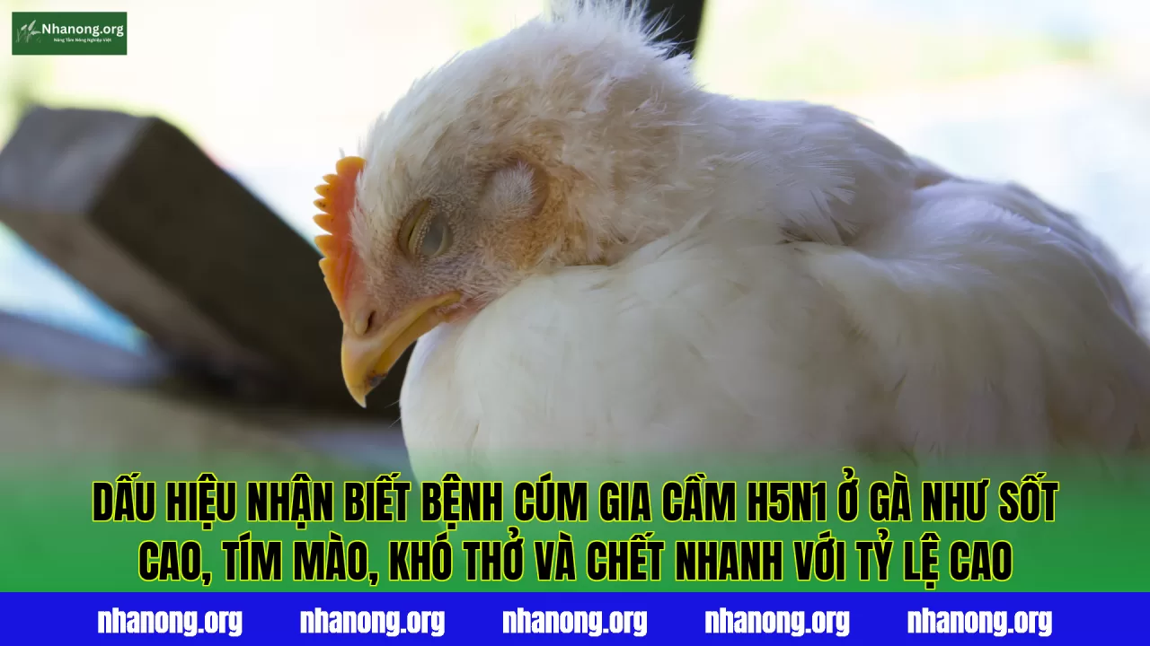 Dấu hiệu nhận biết bệnh cúm gia cầm H5N1 ở gà như sốt cao, tím mào, khó thở và chết nhanh với tỷ lệ cao