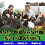 Gà H'Mông Có Dễ Nuôi Không? Điều Kiện Nuôi & Hiệu Quả Kinh Tế