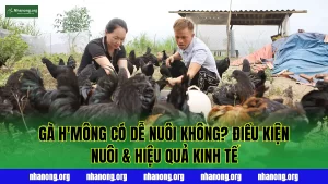 Gà H'Mông Có Dễ Nuôi Không? Điều Kiện Nuôi & Hiệu Quả Kinh Tế
