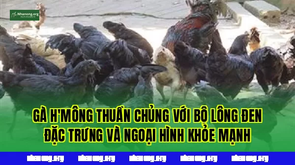 Gà H'Mông thuần chủng với bộ lông đen đặc trưng và ngoại hình khỏe mạnh
