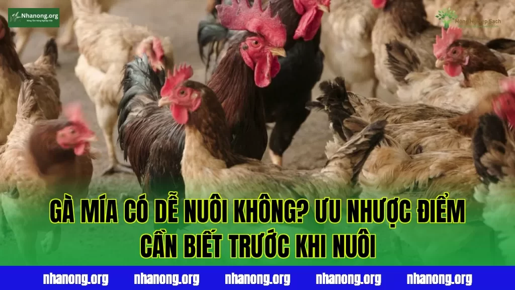 Gà Mía Có Dễ Nuôi Không? Ưu Nhược Điểm Cần Biết Trước Khi Nuôi