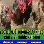 Gà Mía Có Dễ Nuôi Không? Ưu Nhược Điểm Cần Biết Trước Khi Nuôi