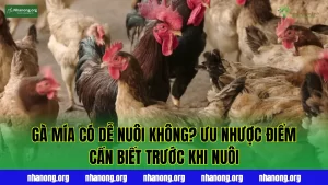 Gà Mía Có Dễ Nuôi Không? Ưu Nhược Điểm Cần Biết Trước Khi Nuôi