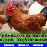 Gà Ri Có Dễ Nuôi Không? Ưu Nhược Điểm Và Kinh Nghiệm Cho Người Mới – Dễ nuôi, ít bệnh, phù hợp người mới bắt đầu