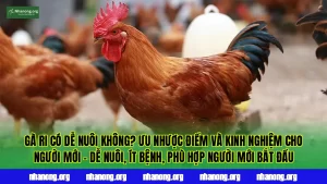 Gà Ri Có Dễ Nuôi Không? Ưu Nhược Điểm Và Kinh Nghiệm Cho Người Mới – Dễ nuôi, ít bệnh, phù hợp người mới bắt đầu
