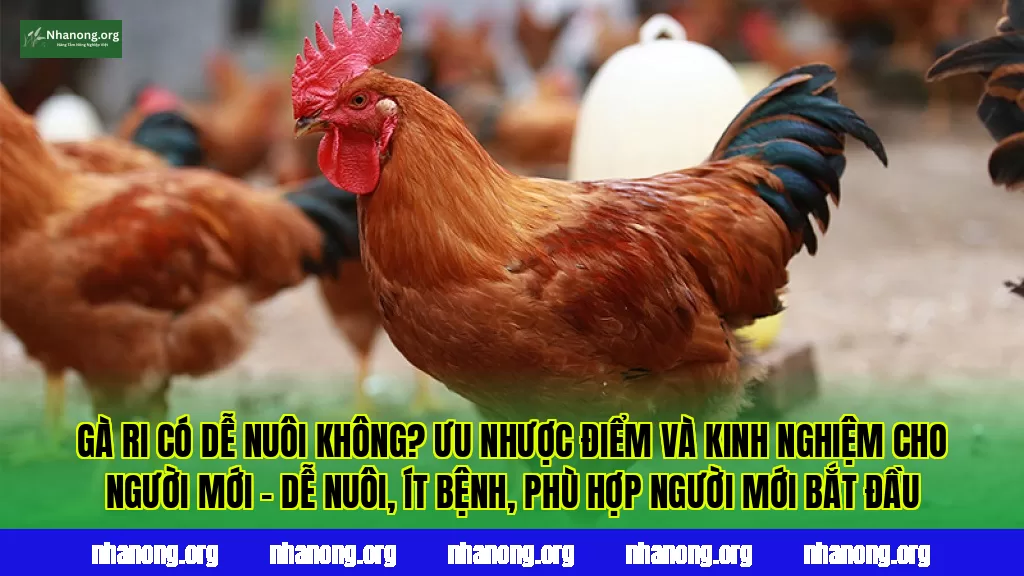 Gà Ri Có Dễ Nuôi Không? Ưu Nhược Điểm Và Kinh Nghiệm Cho Người Mới – Dễ nuôi, ít bệnh, phù hợp người mới bắt đầu
