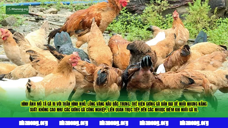Hình ảnh mô tả gà Ri với thân hình nhỏ, lông vàng nâu đặc trưng, thể hiện giống gà bản địa dễ nuôi nhưng năng suất không cao như các giống gà công nghiệp, liên quan trực tiếp đến các nhược điểm khi nuôi gà Ri.