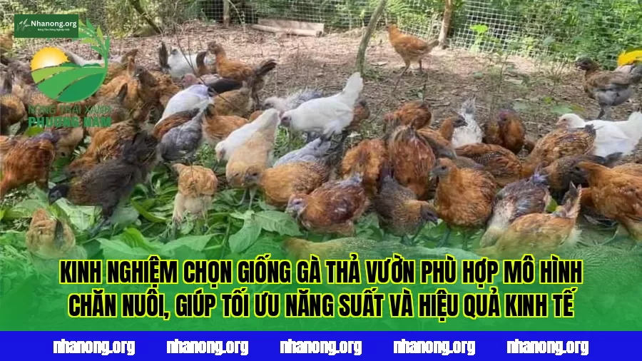 Kinh nghiệm chọn giống gà thả vườn phù hợp mô hình chăn nuôi, giúp tối ưu năng suất và hiệu quả kinh tế