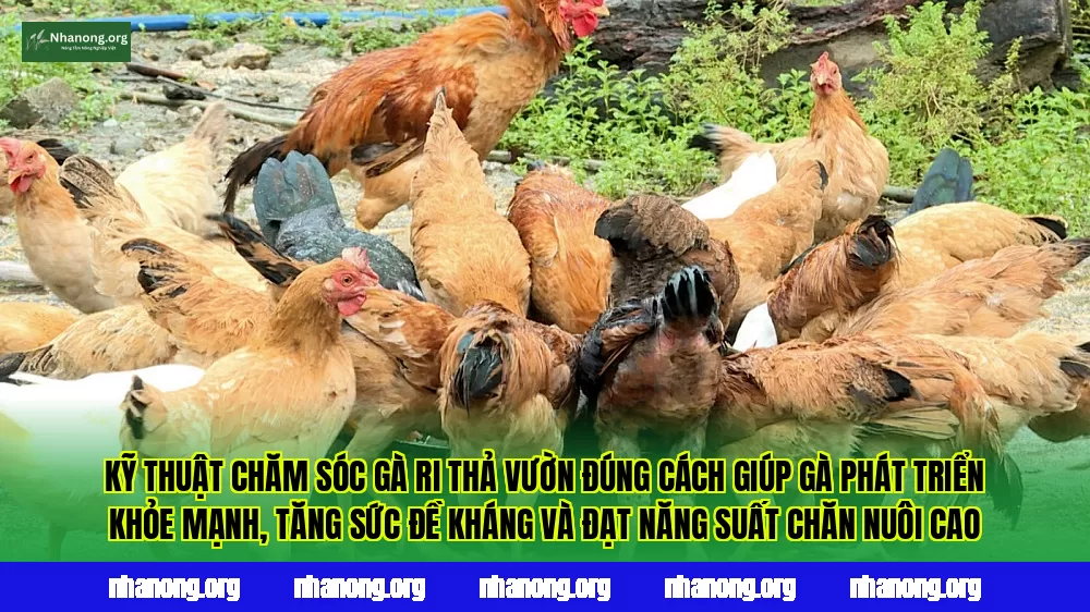 Kỹ thuật chăm sóc gà ri thả vườn đúng cách giúp gà phát triển khỏe mạnh, tăng sức đề kháng và đạt năng suất chăn nuôi cao