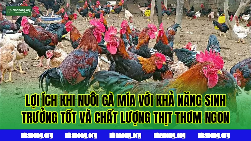 Lợi ích khi nuôi gà Mía với khả năng sinh trưởng tốt và chất lượng thịt thơm ngon