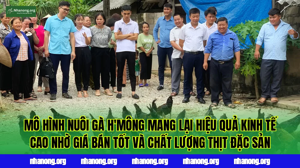 Mô hình nuôi gà H'Mông mang lại hiệu quả kinh tế cao nhờ giá bán tốt và chất lượng thịt đặc sản
